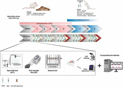 Therapeutic effect of combination vitamin D3 and siponimod on remyelination and modulate microglia activation in cuprizone mouse model of multiple sclerosis